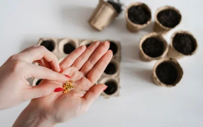 Graines potagères, fleurs ou aromatiques : comment choisir ?