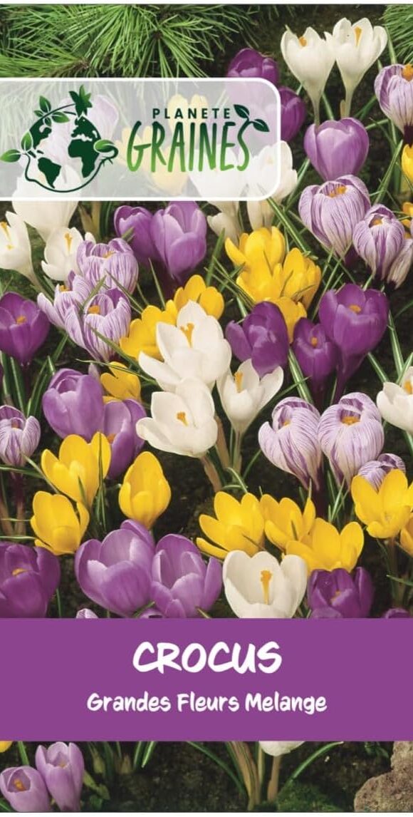 Mélange de Crocus à Grandes Fleurs