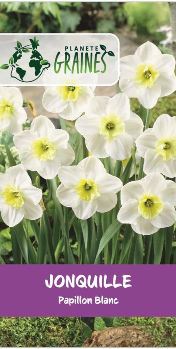 Jonquille Papillon Blanc