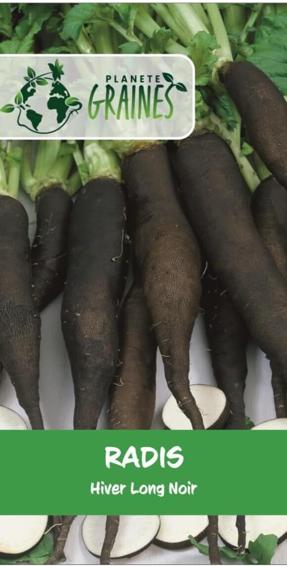 Radis long - noir hiver