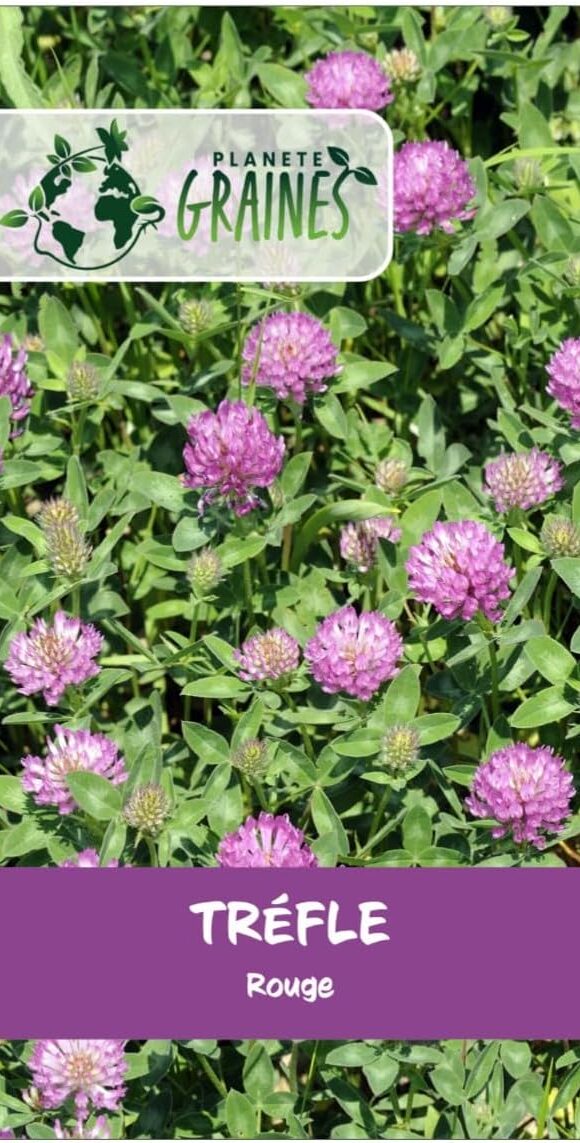 Trèfle Rouge