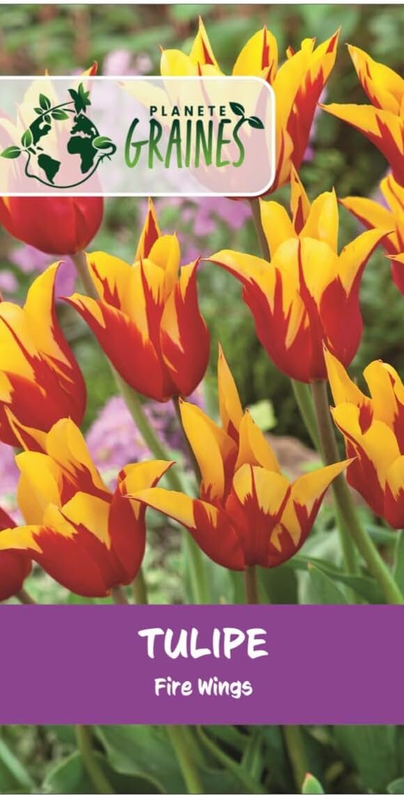 Tulipes ailes de feu 'Fire Wings'